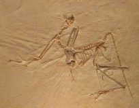 Archaeopteryx bavarica.