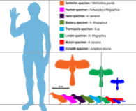 Diferentes tamaños de Archaeopteryx.