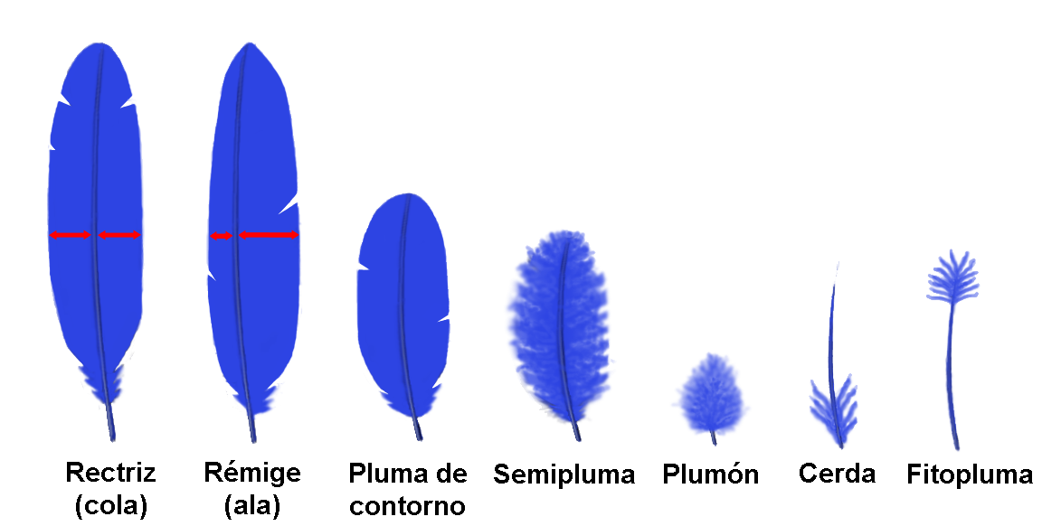 Tipos de plumas (clic para ampliar.