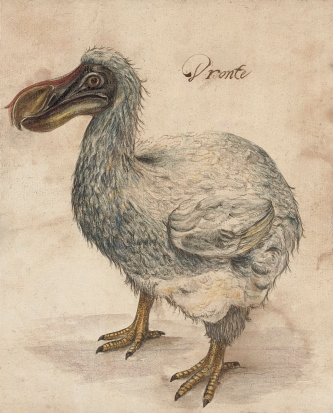Ilustración del dodo o dronte (siglo XVII).
