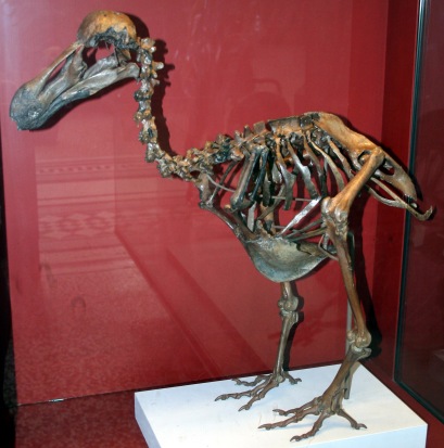 Esqueleto del dronte o dodo (Raphus cucullatus). Museo de Historia Natural de Londres.