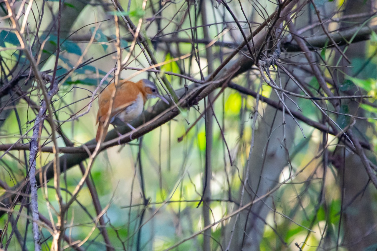 Pájaro anaranjado de patas largas entre la vegetación seca
